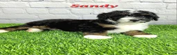 Mini Bernedoodle dogs for sale: Sandy - Ad 4