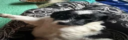 Aussiedoodle dogs for sale: Rizzo - Ad 9