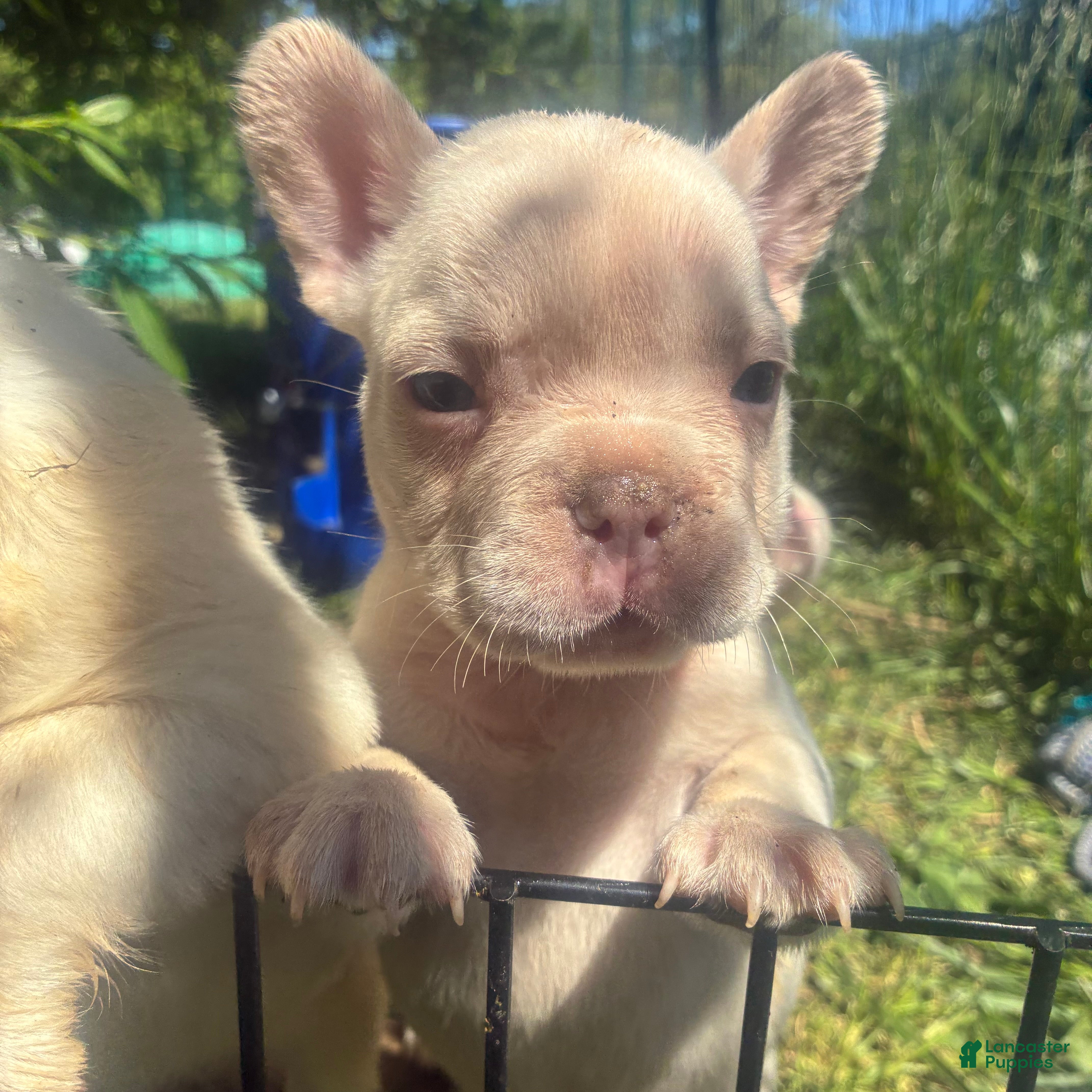 French Bulldog dogs French Bulldog Puppy 6 (standard fur platinum) - Ad 1