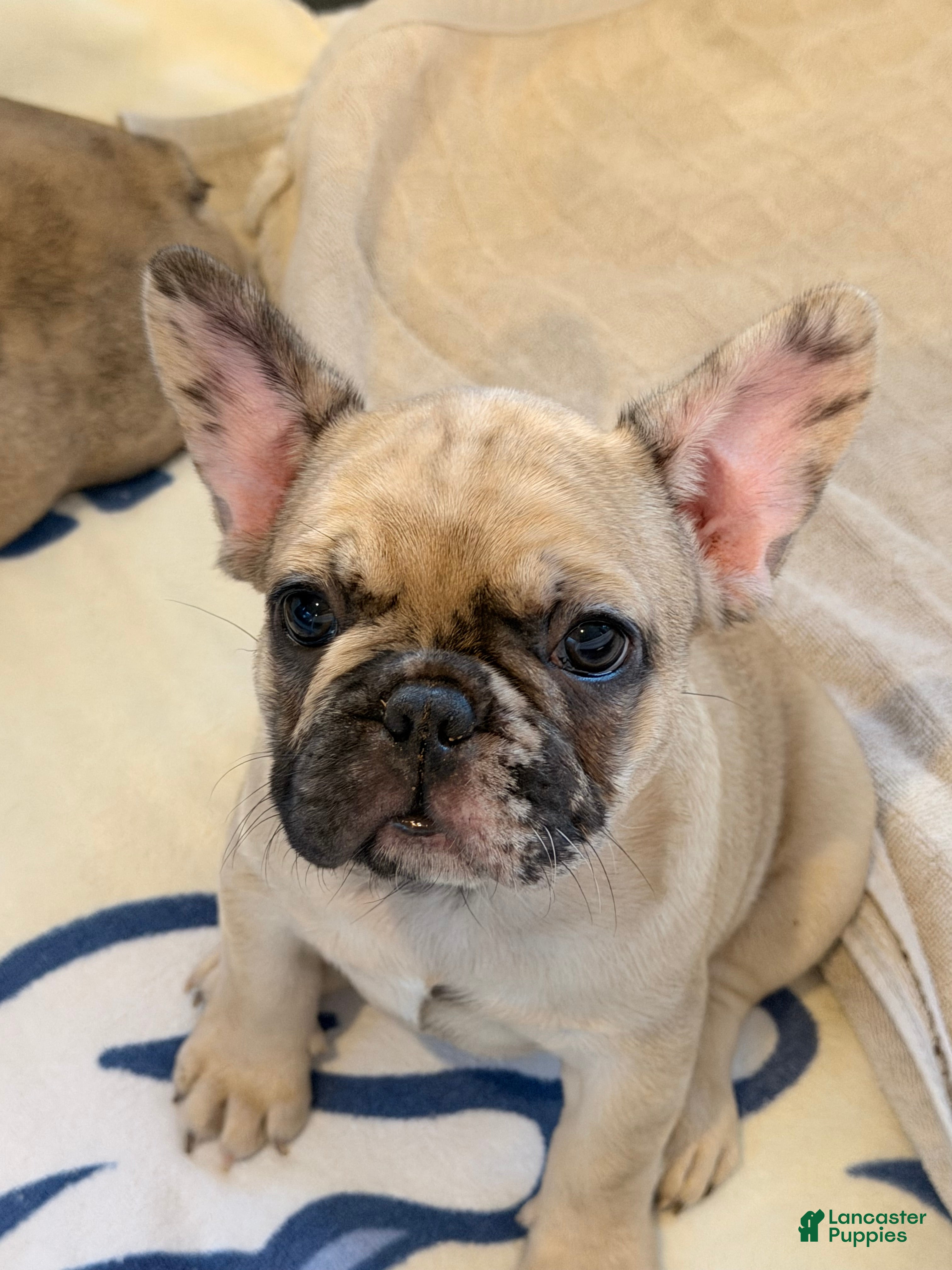 French Bulldog dogs for sale: Nova - Ad 4