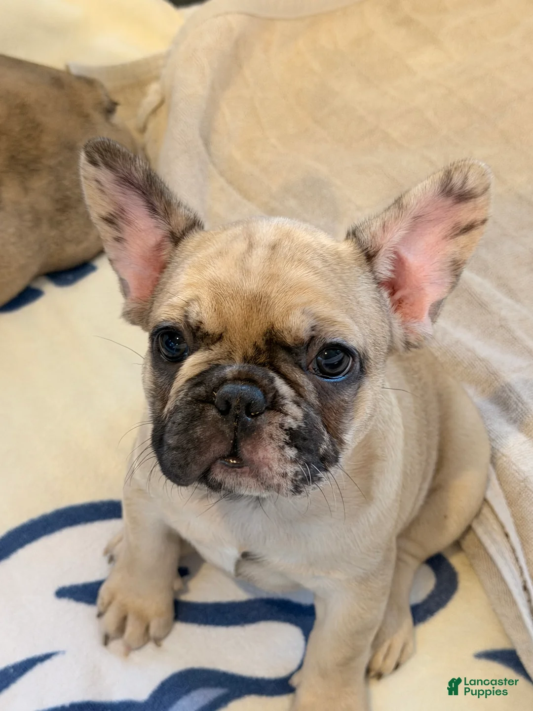 French Bulldog dogs for sale: Nova - Ad 1