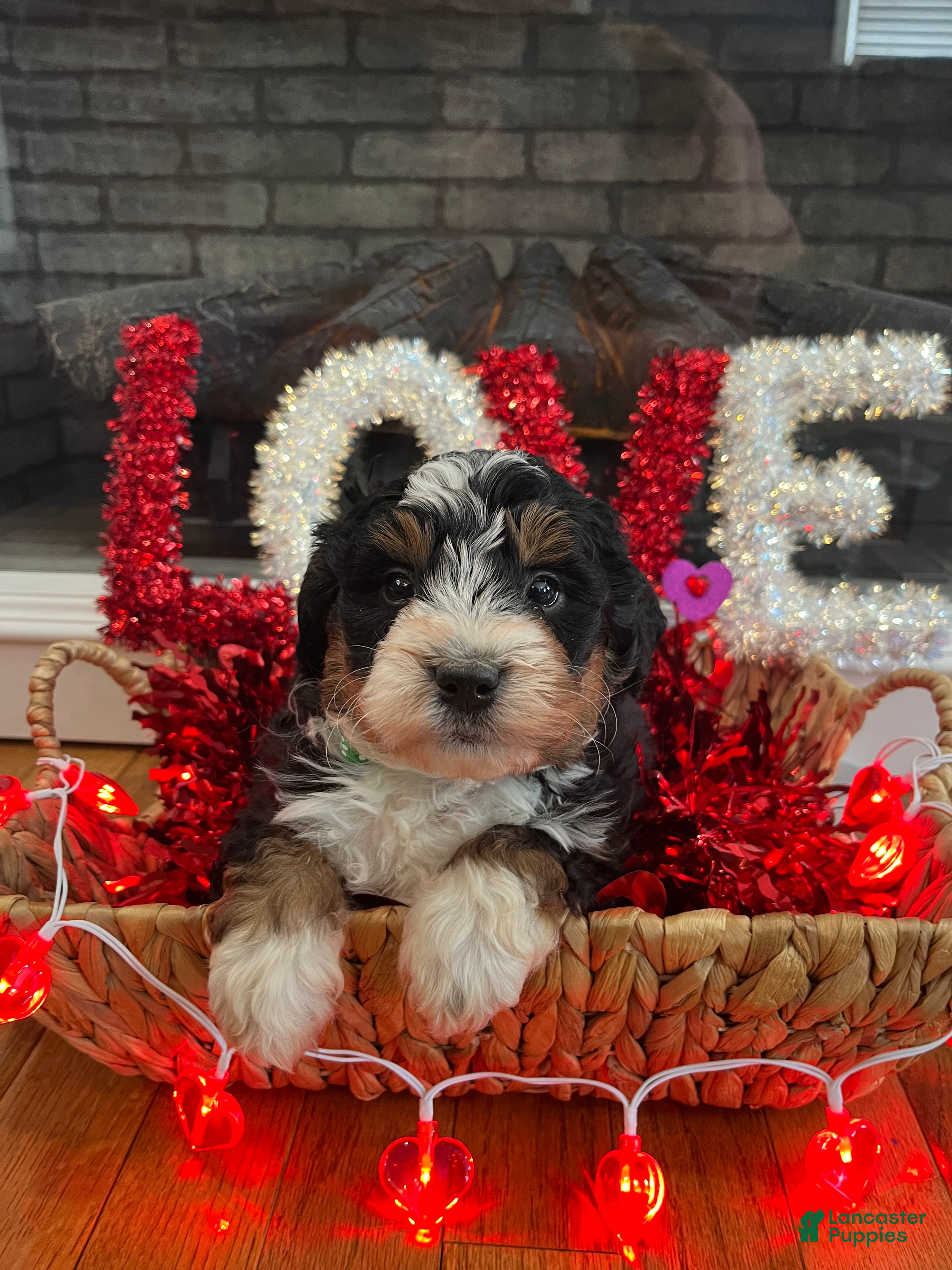 Mini Bernedoodle dogs Jameson - Ad 2