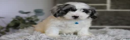 Maltipoo dogs for sale: Dexter  - Ad 11