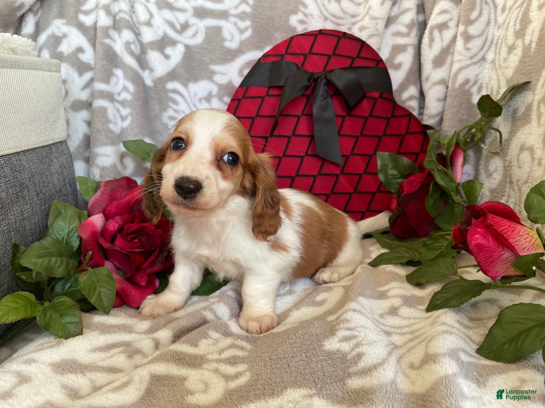 Miniature Dachshund dogs for sale: Baxter - Ad 9