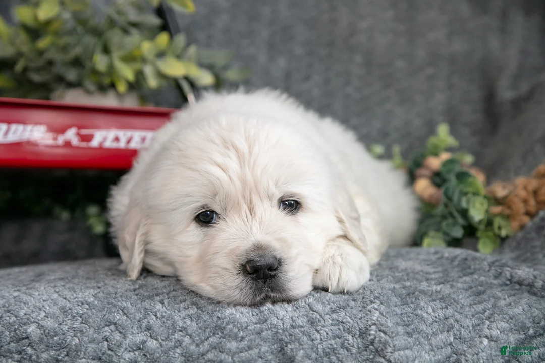 Golden Retriever dogs for sale: Sam - Ad 3