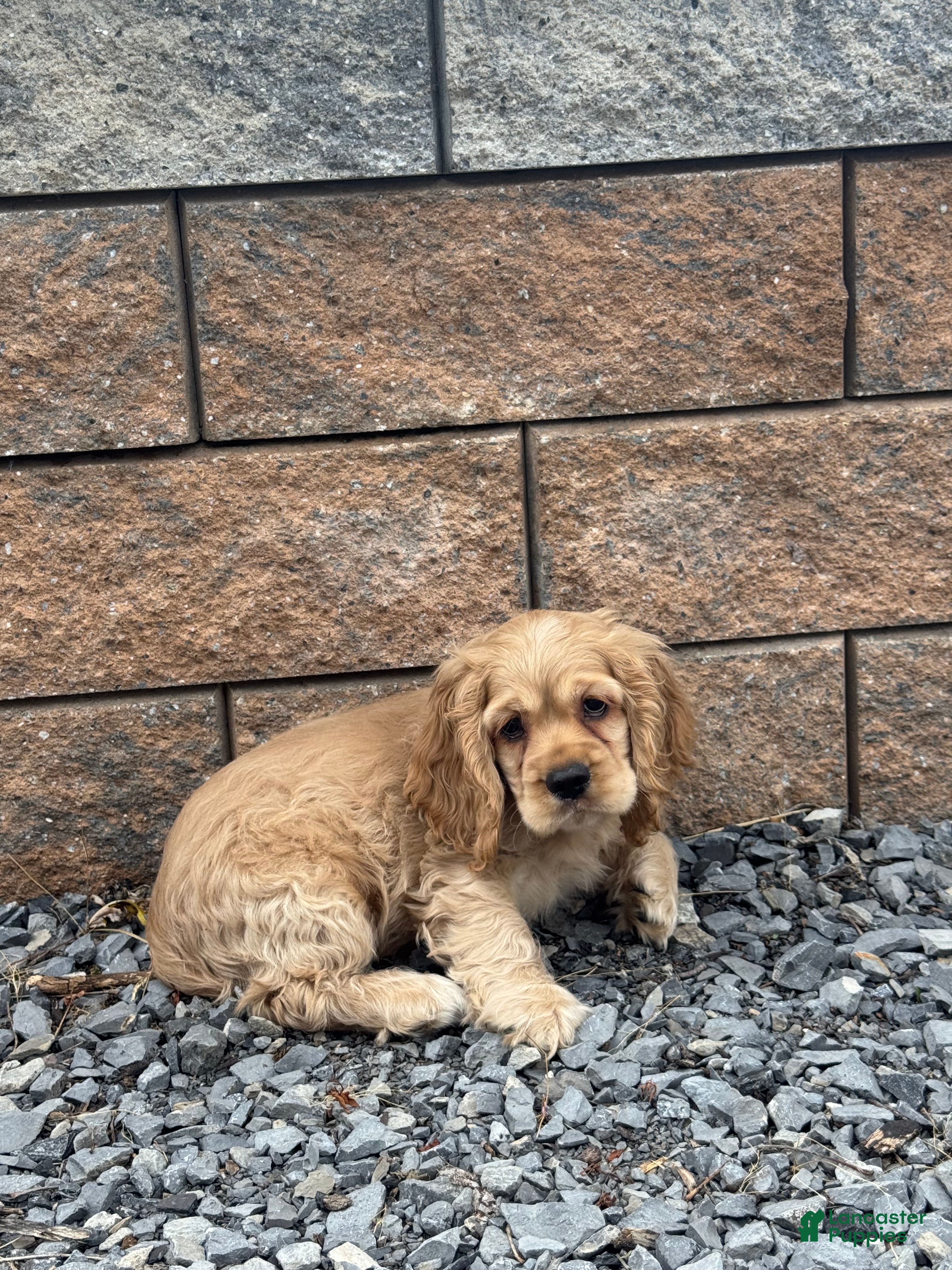 Cocker Spaniel dogs Chief  - Ad 34
