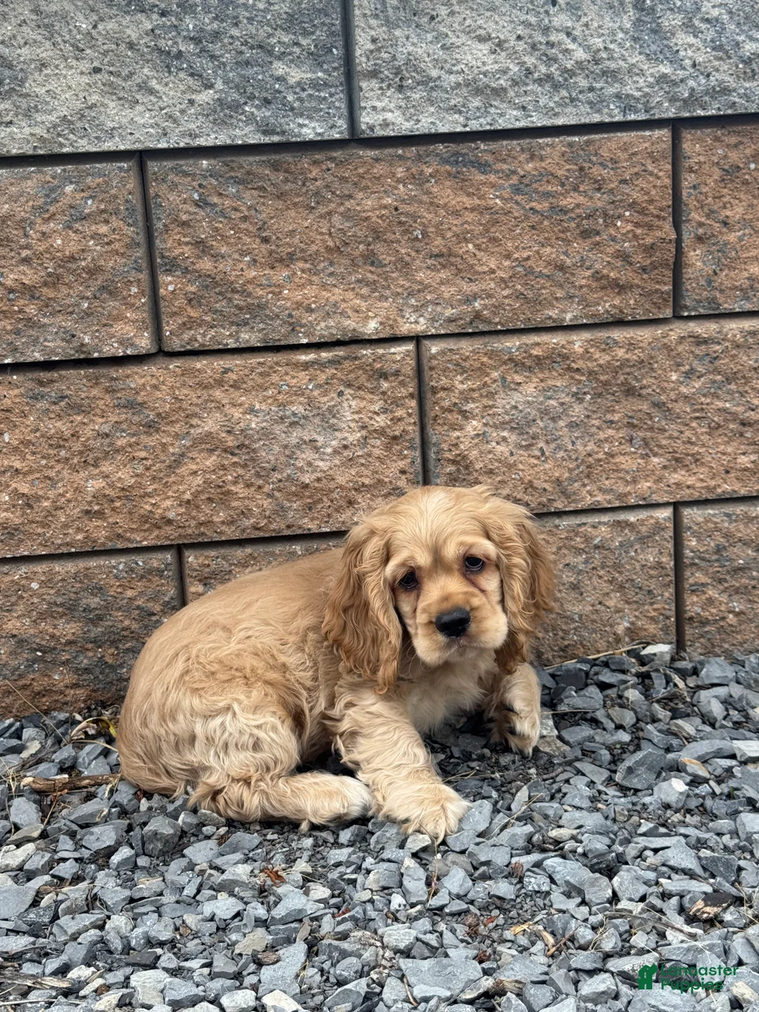 Cocker Spaniel dogs for sale: Chief  - Ad 1