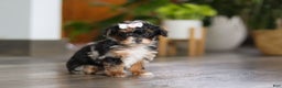 Yorkiepoo dogs for sale: Chanel - Ad 9