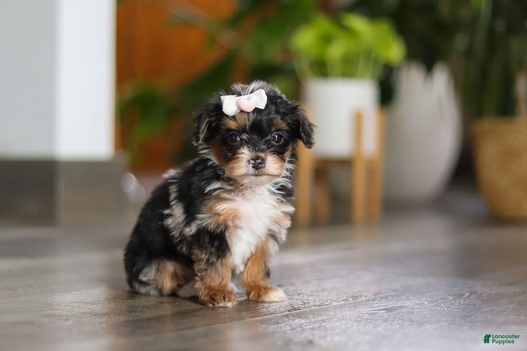 Yorkiepoo dogs for sale: Chanel - Ad 9