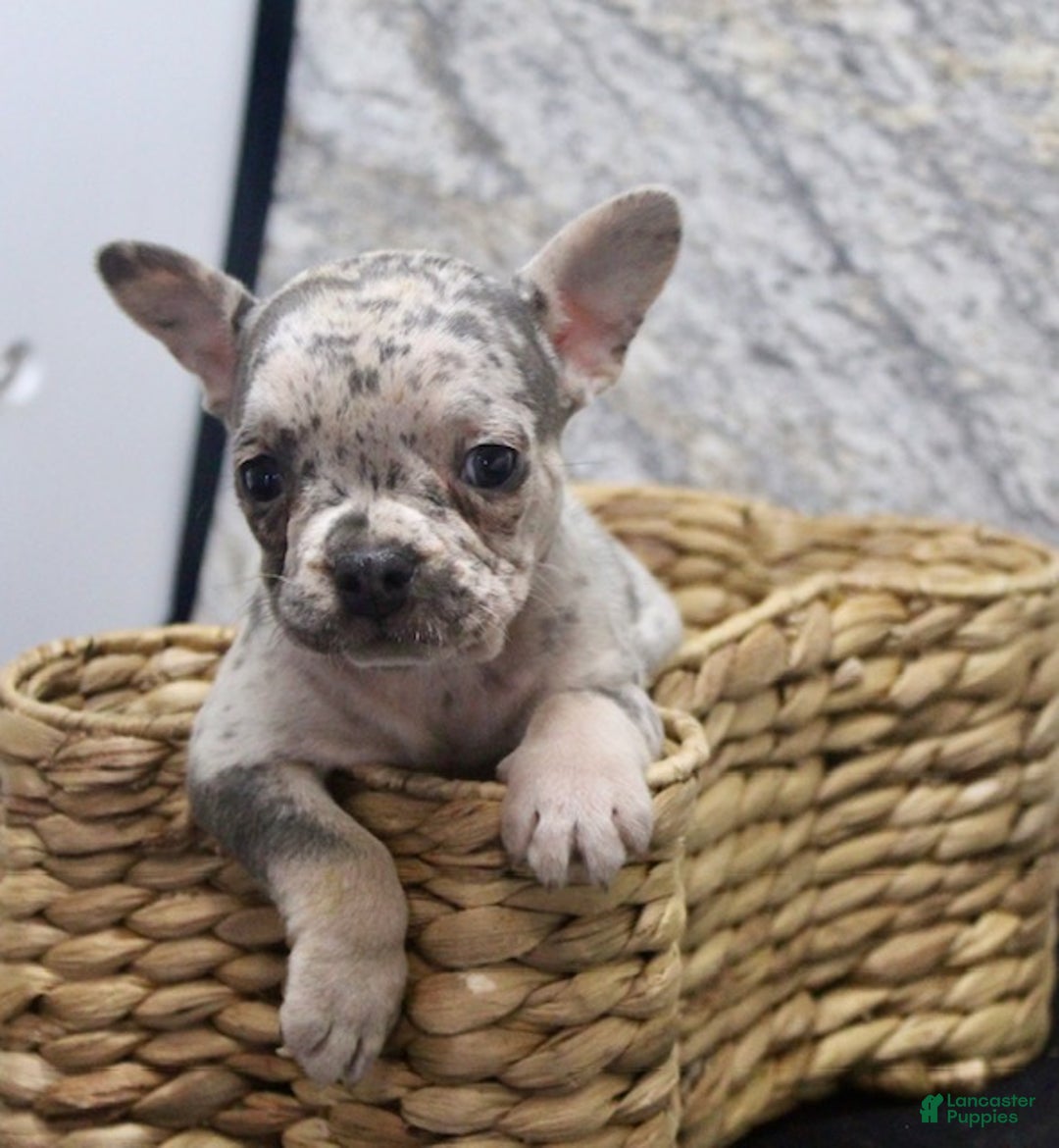 French Bulldog dogs for sale: Nola - Ad 5