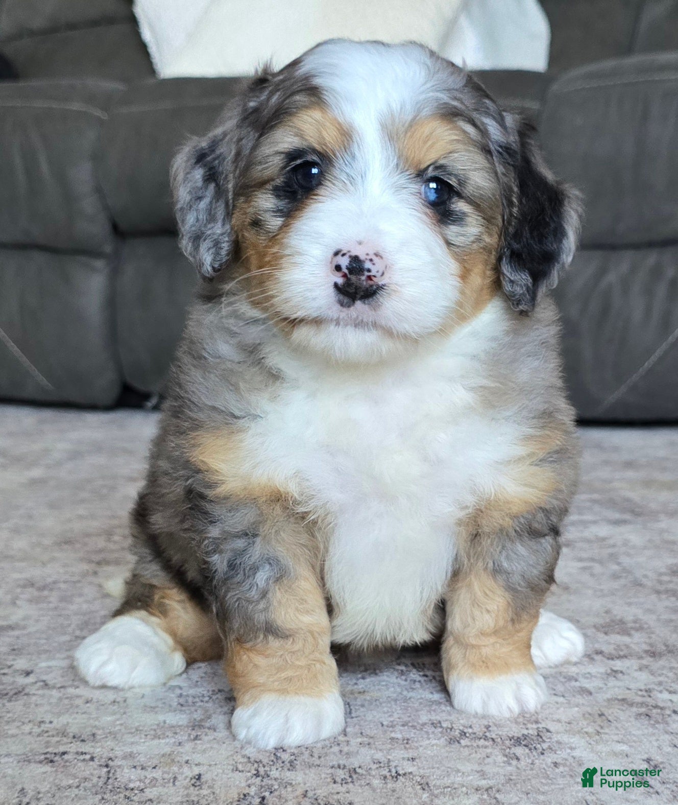 Mini Bernedoodle dogs Mini Ellie - Ad 1