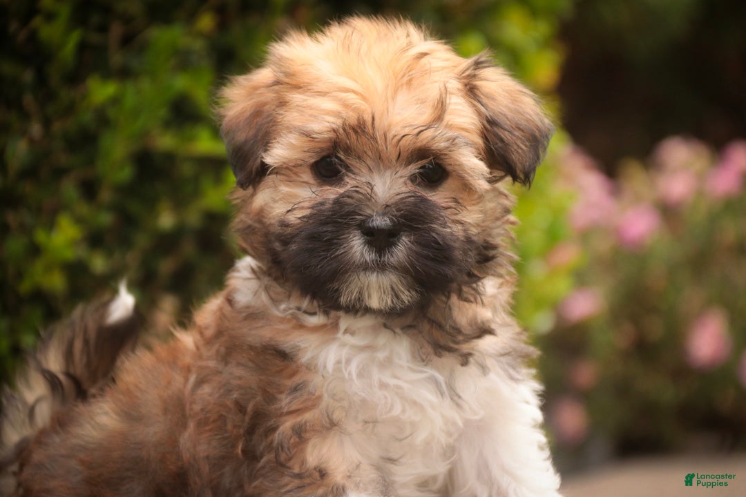 Havanese dogs Athena Havanese  - Ad 2