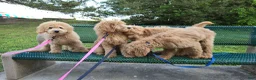Goldendoodle dogs for sale: Goldendoodle Puppy 2 - Ad 3