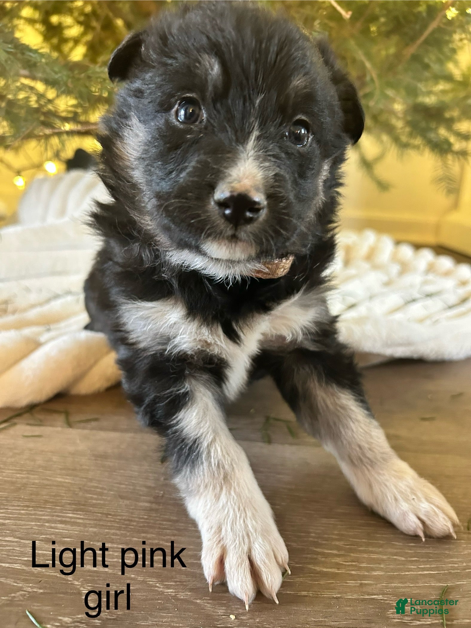 Mixed Breed dogs Mixed Breed Puppy 1 - Ad 8