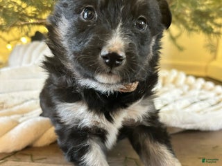 Mixed Breed dogs Mixed Breed Puppy 1 - Ad 8