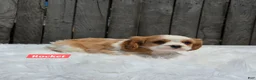 Cavalier King Charles Spaniel dogs for sale: Rocket  - Ad 2