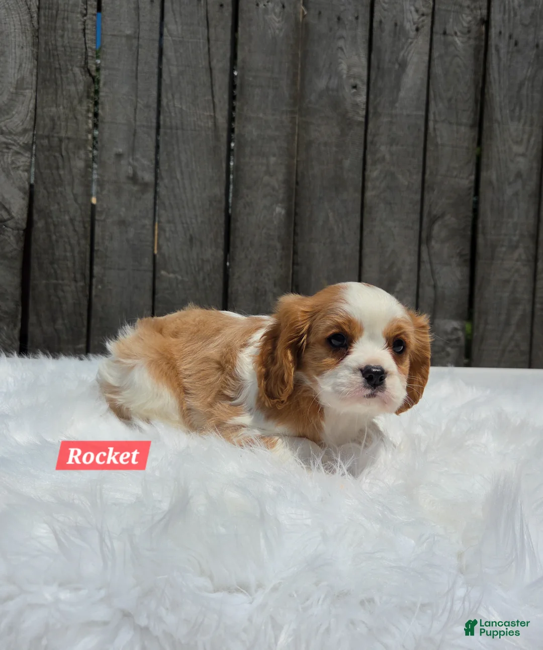 Cavalier King Charles Spaniel dogs for sale: Rocket  - Ad 2