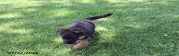 German Shepherd dogs for sale: Misty - Ad 3