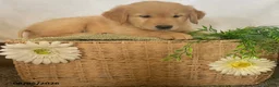 Golden Retriever dogs for sale: Jimmy - Ad 3