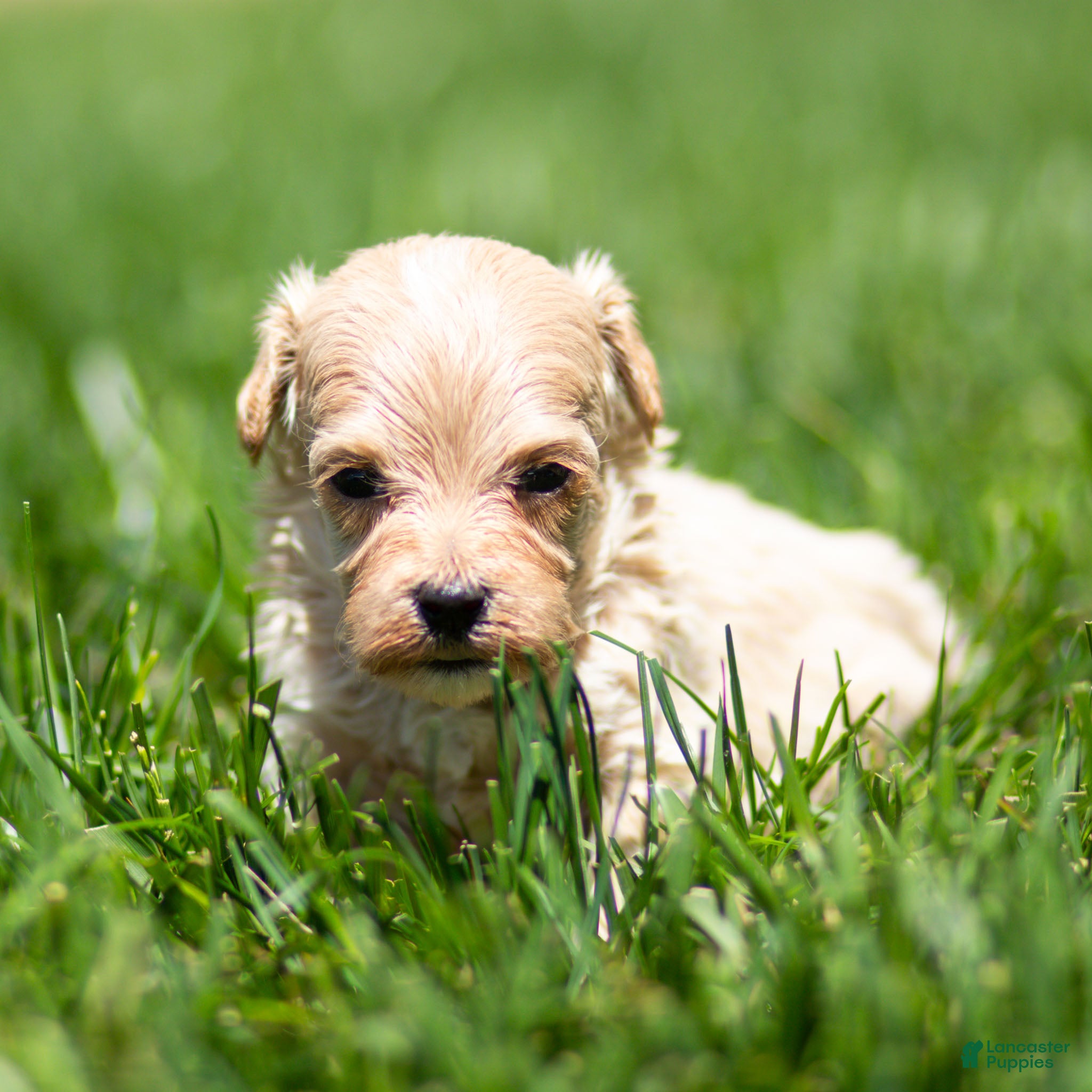 Maltipoo dogs Mac Maltipoo Puppy  - Ad 2