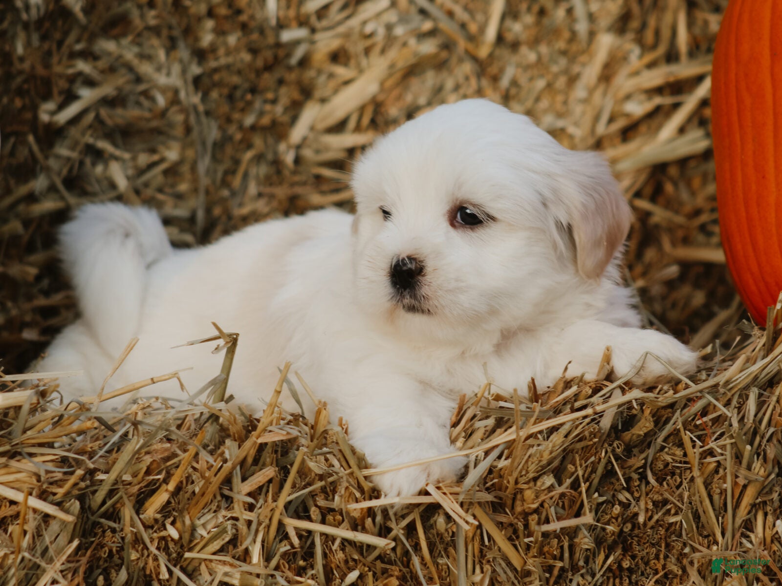 Lhasa Apso dogs Hunter - Ad 2