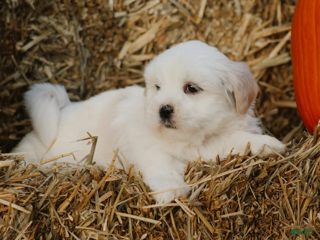 Lhasa Apso dogs for sale: Hunter - Ad 2