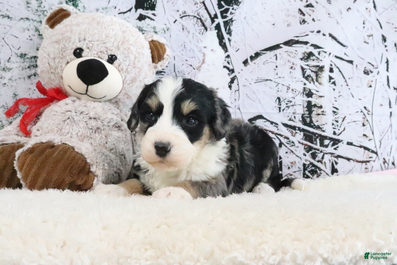 Bernedoodle dogs Sparky - Ad 39