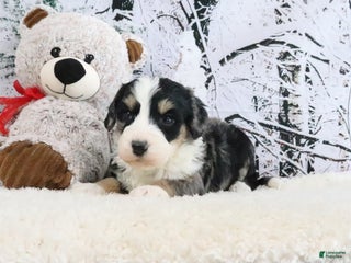 Bernedoodle dogs Sparky - Ad 39