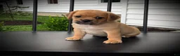 Puggle dogs for sale: Sasha - Ad 1