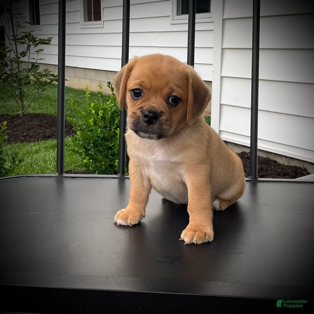 Puggle dogs for sale: Sasha - Ad 1