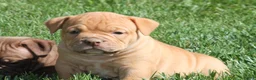 Olde English Bulldogge dogs for sale: Bluegates ARCHIE - Ad 1