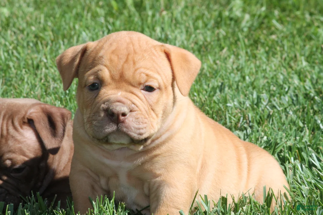 Olde English Bulldogge dogs for sale: Bluegates ARCHIE - Ad 1
