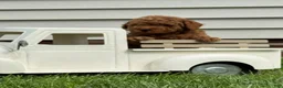 Miniature Labradoodle dogs for sale: Aiden - Ad 3
