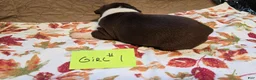 Boston Terrier dogs for sale: Boston Terrier 3 - Ad 7
