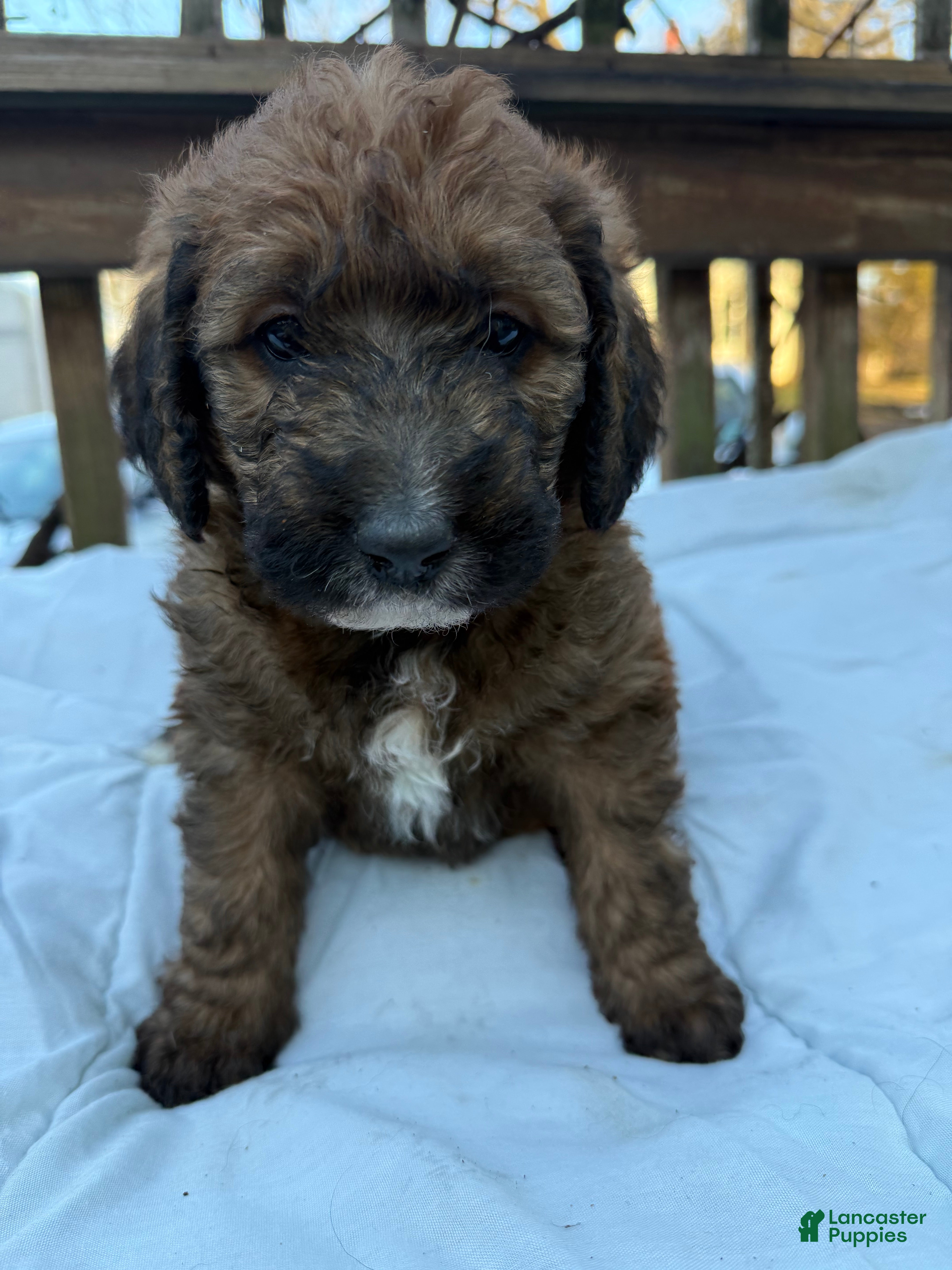 Mixed Breed dogs Brownie - Ad 1