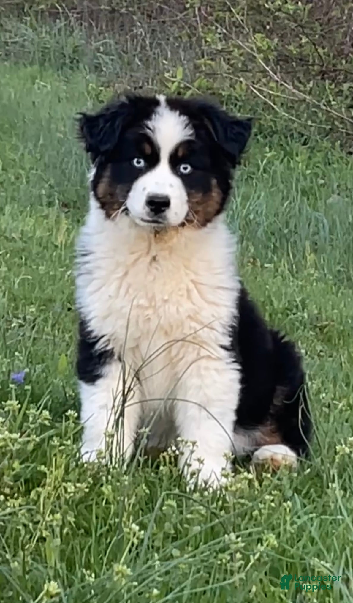 Australian Shepherd dogs Australian Shepherd Puppy 1 - Ad 37