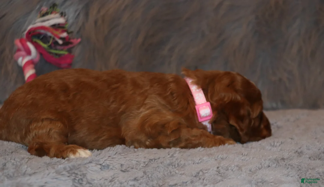 Mini Goldendoodle dogs for sale: Tilly 🌷 Micro Miniature - Ad 7