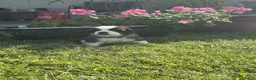 Saint Bernard dogs for sale: Akc Grey - Ad 3