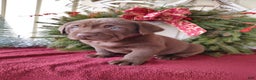 Labrador Retriever dogs for sale: Nash - Ad 7