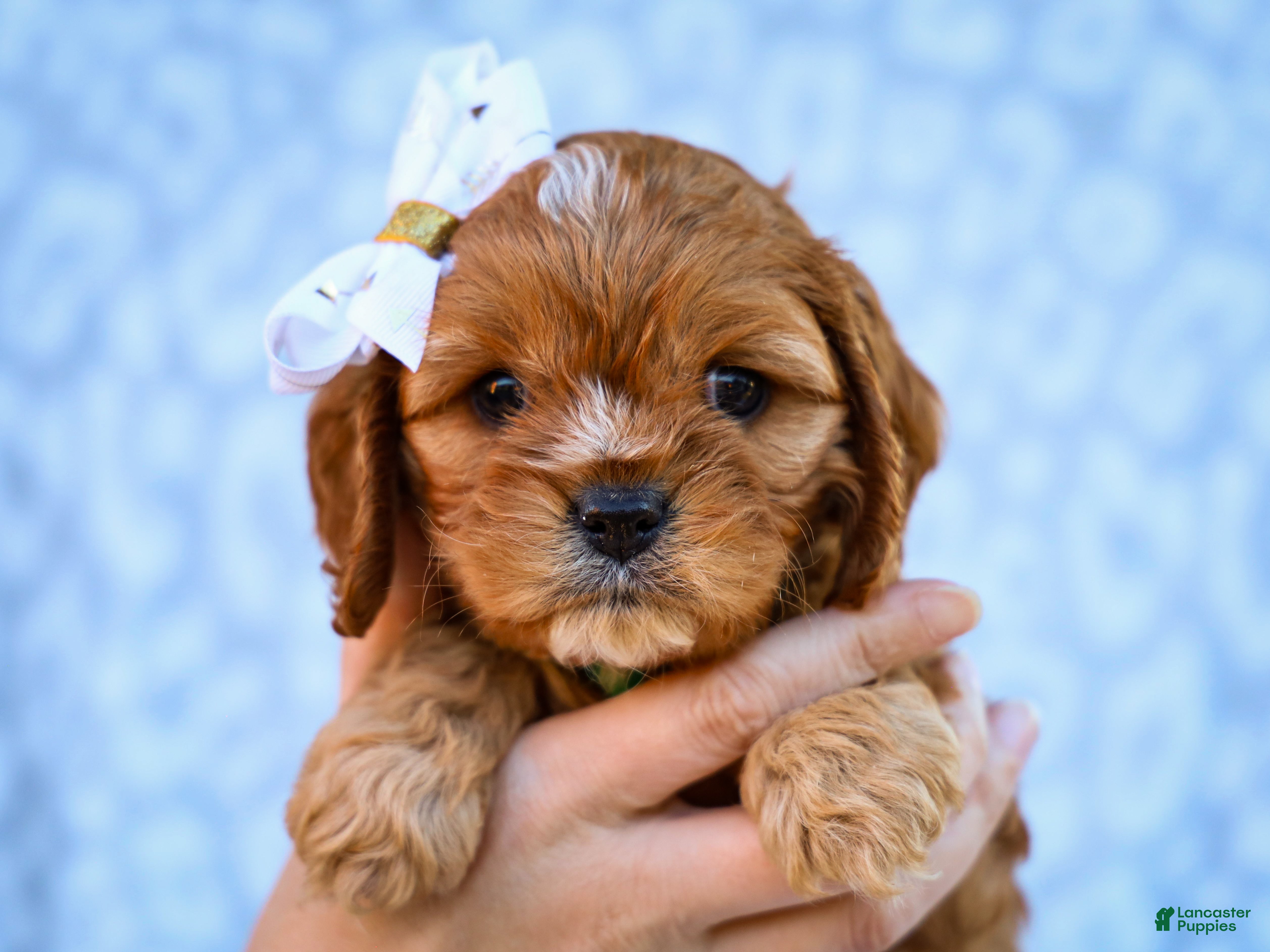 Cavapoo dogs for sale: Ellis Cavapoo Pup - Ad 2