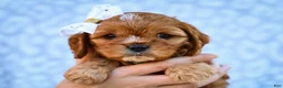 Cavapoo dogs for sale: Ellis Cavapoo Pup - Ad 2