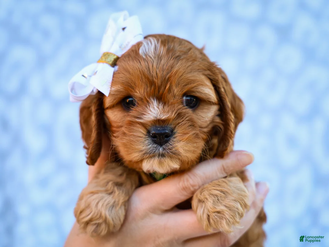 Cavapoo dogs for sale: Ellis Cavapoo Pup - Ad 2