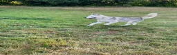 Gerberian Shepsky dogs for sale: Teddy - Ad 7