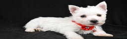 West Highland Terrier dogs for sale: Donna - Ad 2