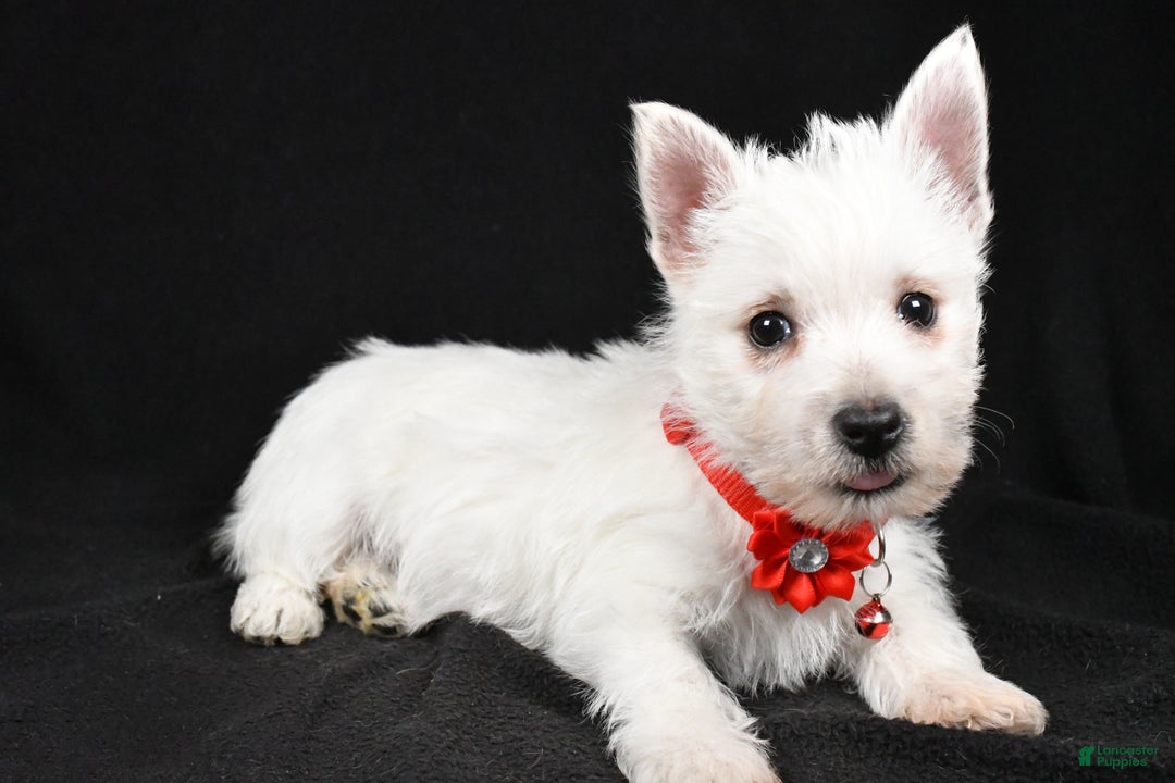 West Highland Terrier dogs for sale: Donna - Ad 2