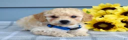 Bichpoo dogs for sale: Sammy - Ad 5