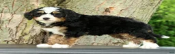 Mini Bernedoodle dogs for sale: Sophia - Ad 7