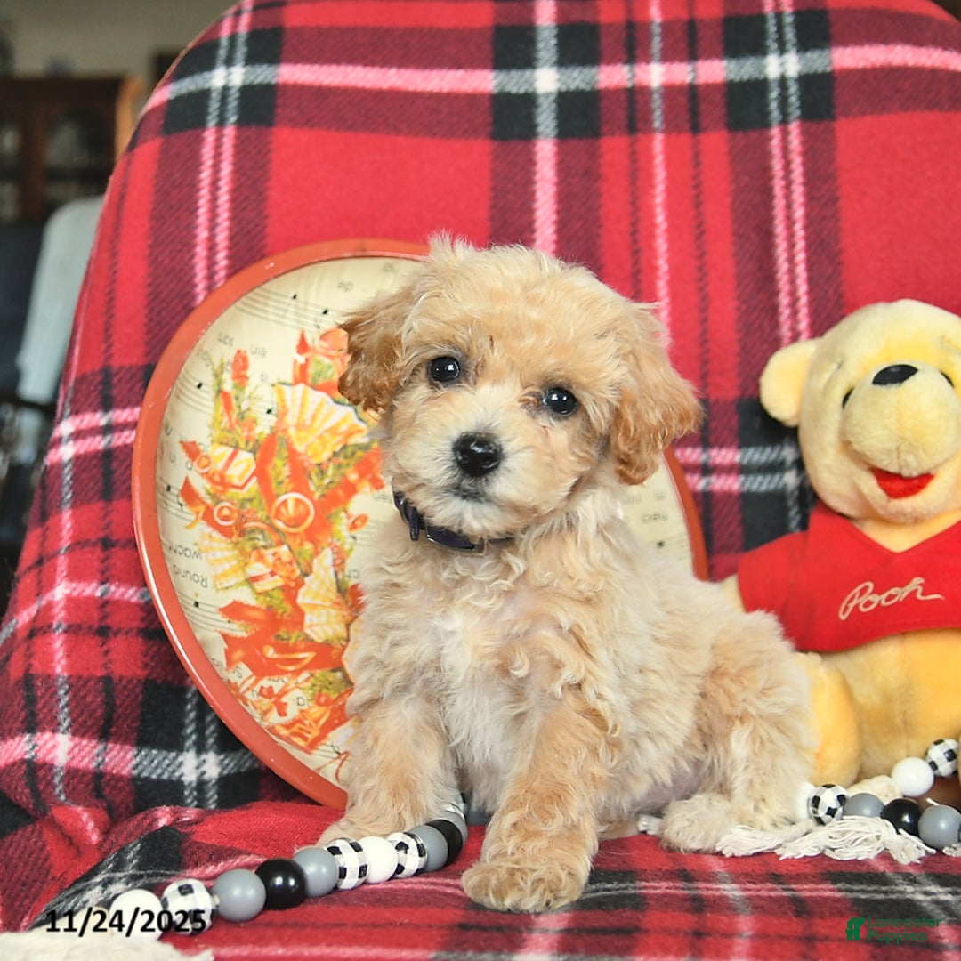 Bichpoo dogs for sale: Trixie - Ad 1