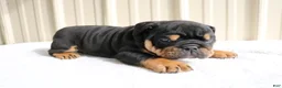 English Bulldog dogs for sale: Buddy  - Ad 9