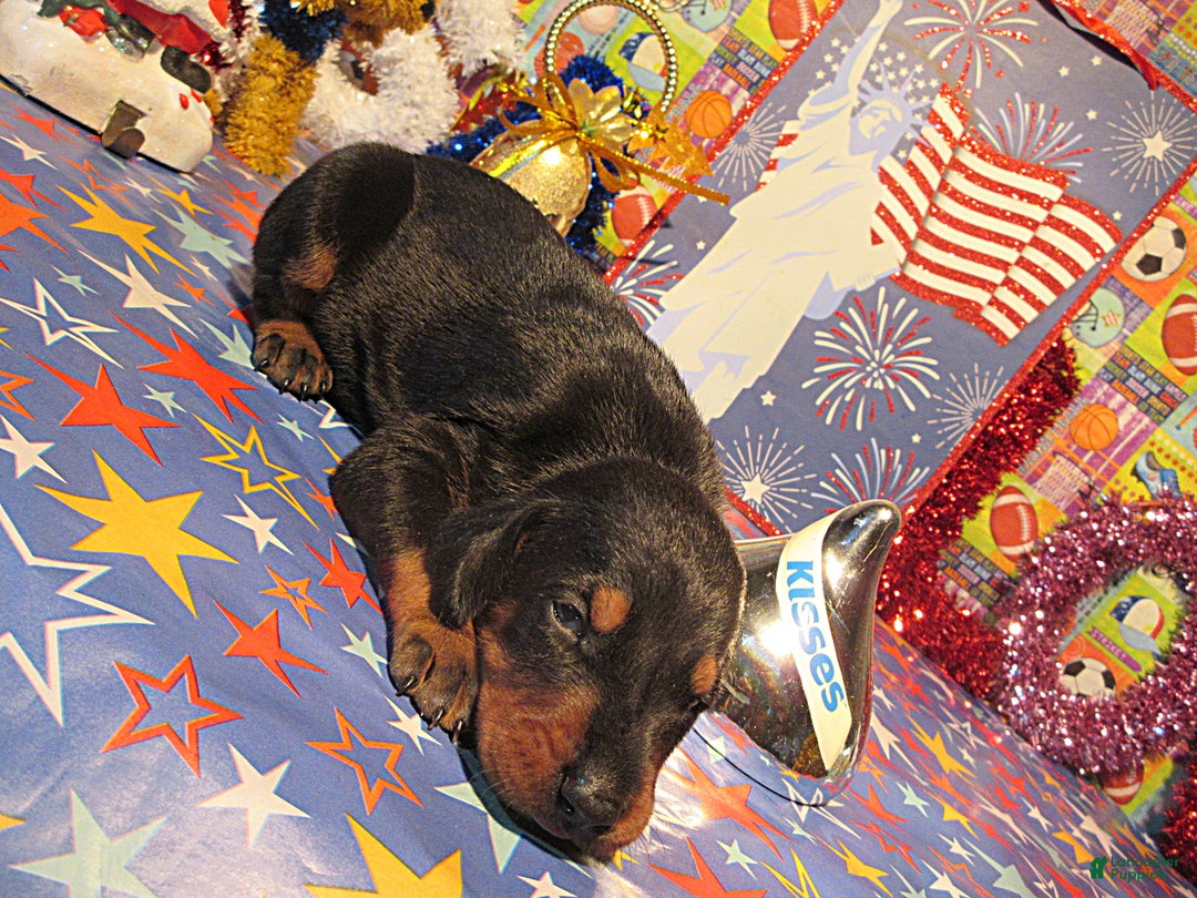 Doberman Pinscher dogs for sale: Doberman Pinscher Puppy 2 - Ad 4